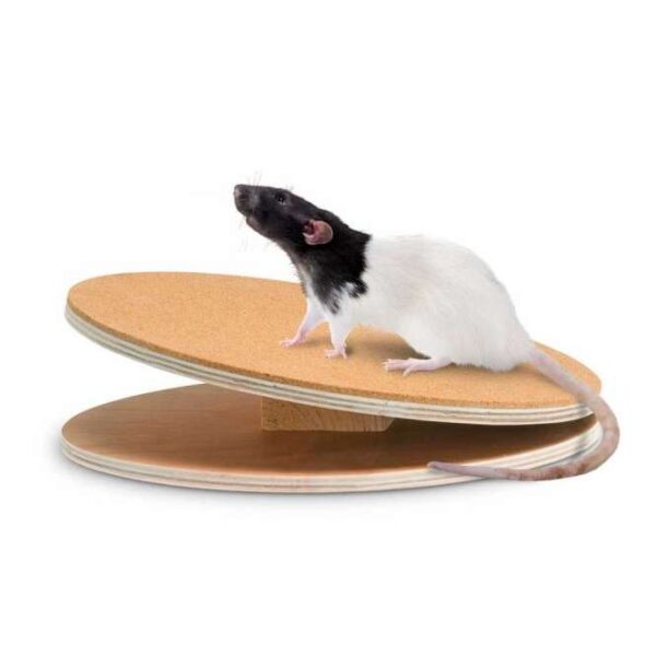 Die **Bogie Disc Laufscheibe** ist die ideale Lösung für Tierbesitzer, die ihrem Haustier eine gesunde und ergonomische Bewegungsmöglichkeit bieten möchten. Diese hochwertige **Laufscheibe aus Holz** ist mit einer speziellen **Korkbeschichtung** versehen, die nicht nur die empfindlichen Füße Ihres Tieres schont, sondern auch für einen sicheren Halt sorgt. Mit einem Durchmesser von etwa 30 cm ermöglicht sie eine optimale Körperhaltung während des Laufens. Das integrierte **Kugellager** sorgt dafür, dass die Laufscheibe besonders leise und sanft im Betrieb ist, was sie zur perfekten Wahl für Innenräume macht. Entdecken Sie die Vorteile der Laufscheibe Bogie Disc und bieten Sie Ihrem Tier ein gesundes und aktives Leben!
