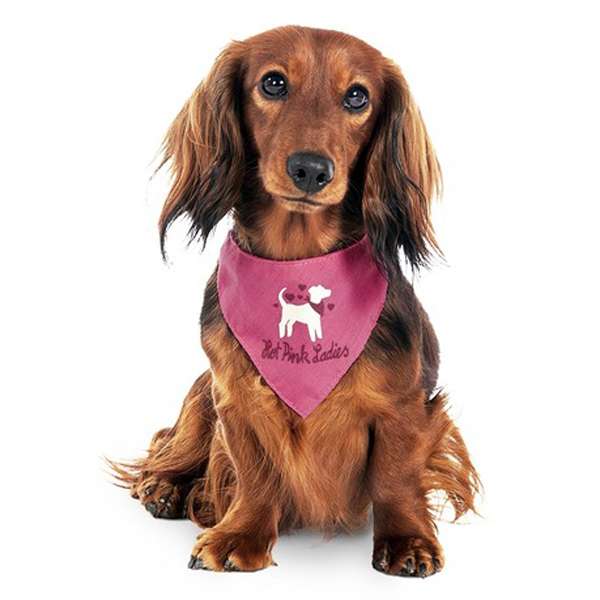 Das Halstuch Hot Pink Ladys ist nicht nur ein modisches Accessoire, sondern erfüllt auch eine wichtige Funktion für Hundebesitzer. Entwickelt in Zusammenarbeit mit dem BVZ (Bundesverband zertifizierter Hundetrainer), dient es dazu, Hündinnen während der Läufigkeit deutlich zu kennzeichnen. So werden Rüdenbesitzer rechtzeitig vor einer 'hot pink lady' gewarnt. Die auffällige Farbe Pink wurde gewählt, um eine hohe Signalwirkung zu erzielen und die Initiative 'Hot Pink Lady' zu unterstützen. Ziel ist es, dass sich viele Hundebesitzer anschließen, um das Miteinander für alle Beteiligten einfacher und angenehmer zu gestalten. Das Halstuch hat die Größe S mit einer Gesamtlänge von ca. 55 cm und wird bequem im Nacken gebunden. Setzen Sie auf Qualität und Sichtbarkeit für Ihre Hündin!
