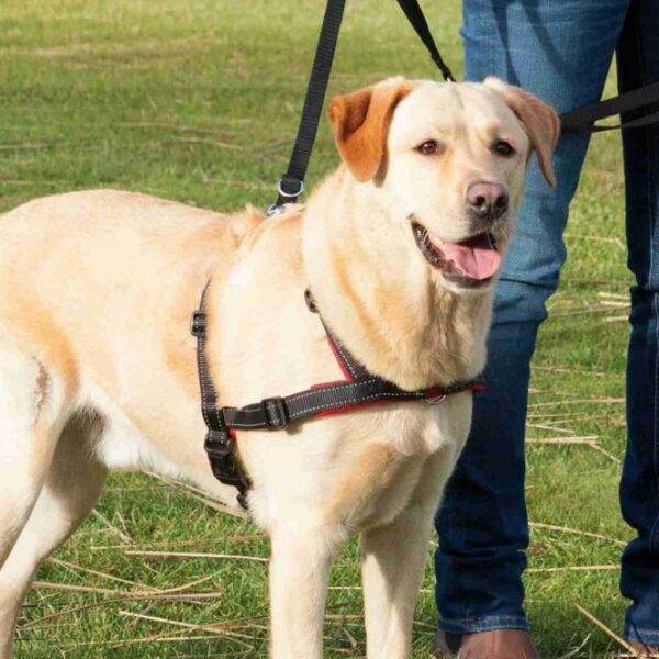 Dieser hochwertige Hundegeschirr ist die ideale Lösung, um das Ziehen Ihres Hundes effektiv zu verhindern. Mit minimalem Kraftaufwand können Sie Ihren Hund sanft korrigieren und ihm gleichzeitig Komfort bieten. Die Neopren-Polsterung sorgt für ein angenehmes Tragegefühl, während das stufenlos verstellbare Gurtband eine individuelle Anpassung auf einen Bauchumfang von etwa 65-105 cm ermöglicht. In elegantem Schwarz und tierschutzkonform nach § 18 (AT) eignet sich dieses Geschirr perfekt für größere Rassen wie den Berner Sennenhund. Setzen Sie auf Qualität und Sicherheit für Ihren vierbeinigen Freund!