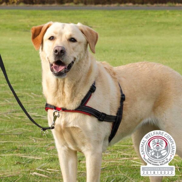 Entdecken Sie das innovative Hundehalsband, das speziell dafür entwickelt wurde, Ihren Hund am Ziehen zu hindern und das Gehen an der Leine zu erleichtern. Mit minimalem Kraftaufwand können Sie Ihren Hund effektiv korrigieren und ihm gleichzeitig Komfort bieten – dank der hochwertigen Neopren-Polsterung. Das stufenlos verstellbare Gurtband sorgt für eine optimale Anpassung an den Bauchumfang von ca. 45-70 cm und ist ideal für Rassen wie den Sheltie geeignet. In elegantem Schwarz und tierschutzkonform nach § 18 (AT) ist dieses Halsband nicht nur funktional, sondern auch stilvoll. Investieren Sie in die Sicherheit und den Komfort Ihres Hundes mit diesem praktischen und zuverlässigen Produkt!