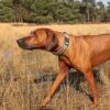 Entdecken Sie das EXPLOR Ultimate Fit Comfy Halsband – das perfekte Halsband für Ihren Hund! Hergestellt aus strapazierfähigem und bequemen Neopren, bietet dieses Halsband nicht nur hohen Tragekomfort, sondern auch optimale Kontrolle während Ihrer Spaziergänge. Dank des schnell trocknenden und atmungsaktiven Materials ist es ideal für jede Wetterlage. Die reflektierende Einfassung sorgt für zusätzliche Sicherheit im Straßenverkehr. Mit einem stabilen D-Ring aus hochwertigem Edelstahl und einem praktischen Klettverschluss lässt sich das Halsband einfach verstellen. Außerdem bietet es Platz für Ihre Kontaktinformationen sowie klare Pflegehinweise, damit Sie die Lebensdauer des Halsbandes maximieren können. Wählen Sie die Farbe Undercover Green in der Größe XS (30-33 cm) und gehen Sie mit Ihrem Hund auf Entdeckungstour!
