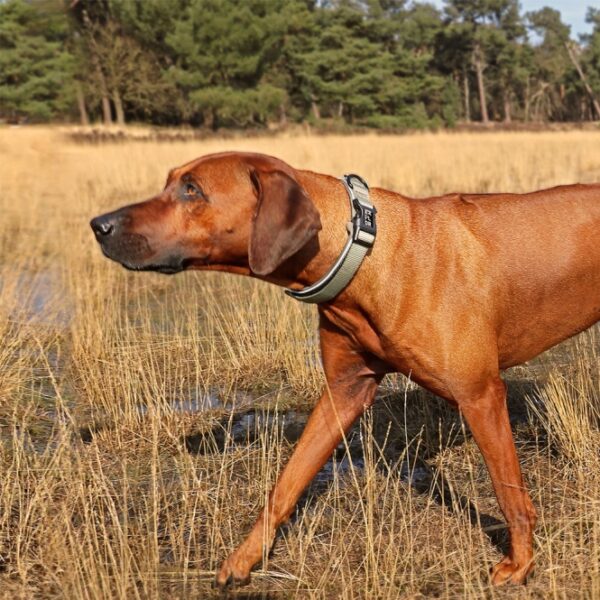 Entdecken Sie das EXPLOR Ultimate Fit Comfy Halsband – das perfekte Halsband für Ihren Hund! Hergestellt aus strapazierfähigem und bequemen Neopren, bietet dieses Halsband nicht nur hohen Tragekomfort, sondern auch optimale Kontrolle während Ihrer Spaziergänge. Dank des schnell trocknenden und atmungsaktiven Materials ist es ideal für jede Wetterlage. Die reflektierende Einfassung sorgt für zusätzliche Sicherheit im Straßenverkehr. Mit einem stabilen D-Ring aus hochwertigem Edelstahl und einem praktischen Klettverschluss lässt sich das Halsband einfach verstellen. Außerdem bietet es Platz für Ihre Kontaktinformationen sowie klare Pflegehinweise, damit Sie die Lebensdauer des Halsbandes maximieren können. Wählen Sie die Farbe Undercover Green in der Größe XS (30-33 cm) und gehen Sie mit Ihrem Hund auf Entdeckungstour!