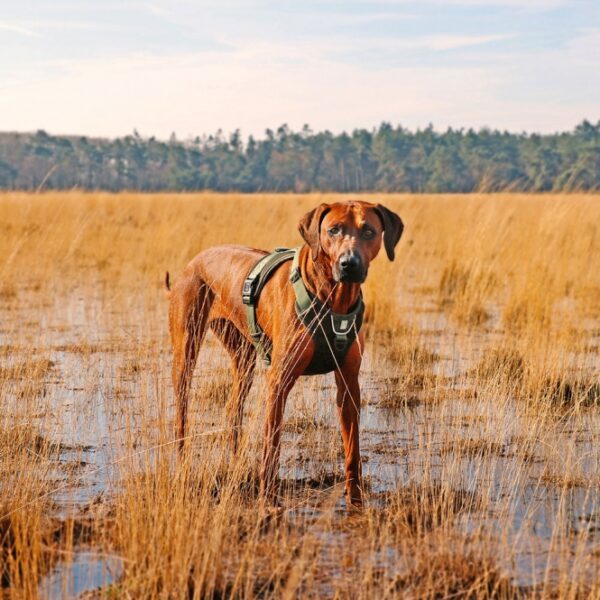 Entdecken Sie das EXPLOR Ultimate Fit No-Pull-Geschirr – das ideale ergonomische Hundegeschirr für entspannte Stadtspaziergänge und aufregende Outdoor-Abenteuer. Mit seinem durchdachten Design bietet es Ihrem Hund maximale Bewegungsfreiheit und verteilt den Druck beim Ziehen gleichmäßig über die Brust, wodurch empfindliche Organe im Nacken geschützt werden. Die hochwertigen, strapazierfähigen Materialien sind leicht und atmungsaktiv, ideal für Hunde, die gerne schwimmen. Ausgestattet mit zwei stabilen Edelstahl-Befestigungsringen und einem praktischen ID-Anhänger, sorgt das Geschirr für Sicherheit und Kontrolle. Die reflektierenden Paspeln gewährleisten optimale Sichtbarkeit im Straßenverkehr. Verstellbar um Nacken und Brust, passt es nahezu jedem Hund und lässt sich einfach anlegen, ohne dass Ihr Hund seine Beine anheben muss. Gönnen Sie Ihrem Hund das beste Komfort-Geschirr und gehen Sie gemeinsam auf Erkundungstour!