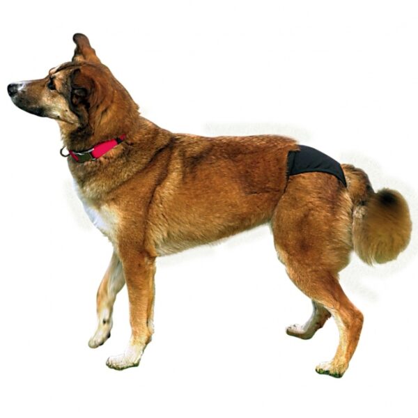 Diese hochwertigen Schutzhöschen für läufige Hündinnen sind die ideale Lösung für alle Hundebesitzer, die Komfort und Funktionalität suchen. Hergestellt aus weicher und strapazierfähiger Baumwolle bieten sie einen extra-breiten Gummizug für maximalen Tragekomfort. Der elastische und stufenlos verstellbare Bauchgurt mit praktischem Schappverschluss sorgt für einen perfekten Sitz, sodass sich Ihr Hund frei bewegen kann. Die Schutzhöschen sind bei 30°C waschbar und somit besonders pflegeleicht. Im Lieferumfang sind 3 Wechsel-Einlagen enthalten, die für zusätzliche Hygiene sorgen. Erhältlich in der eleganten Farbe Schwarz und in Größe XL (Taillenumfang: ca. 60-70 cm) sind diese Schutzhöschen ideal für große Rassen wie Rottweiler, Doggen, Berner Sennenhunde, Neufundländer und Leonberger. Schützen Sie Ihre Hündin stilvoll und bequem während ihrer Läufigkeit!