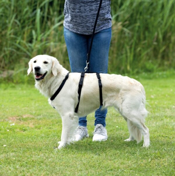 Entdecken Sie unser hochwertiges Gurtband, das speziell für schreckhafte Hunde entwickelt wurde, die schnell die Flucht ergreifen könnten. Mit einem ausbruchsicheren Taillengurt sorgt es für Sicherheit und Stabilität, während die stufenlos verstellbaren Gurte und Klettstreifen am Rückengurt eine optimale Anpassung garantieren. Der angenehme Tragekomfort wird durch die Neopren-Polsterung unterstützt, sodass Ihr Hund sich wohlfühlt. Der abnehmbare Taillengurt ermöglicht ein einfaches und schnelles Anlegen, ideal für den Alltag. Dieses Gurtband in der eleganten Farbe Schwarz eignet sich perfekt für Hunde mit einem Bauchumfang von 30-40 cm, wie beispielsweise Yorkshire Terrier. Setzen Sie auf Sicherheit und Komfort für Ihren vierbeinigen Freund!