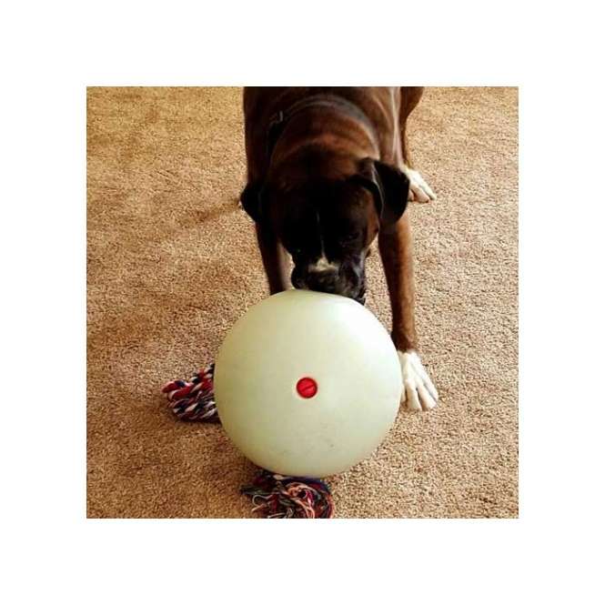 Der Tuggo Teeny Tiny Ball ist die perfekte Herausforderung für aktive und starke Hunde. Dieser robuste Hundeball, der sogar von Tigern getestet wurde, sorgt für unvergesslichen Spielspaß – egal, ob für einen oder mehrere Hunde. Mit einem praktischen, verschließbaren Deckel können Sie den Ball mit Wasser oder Sand bis zu einem Gewicht von 680 g füllen, was neue Spiel- und Trainingsmöglichkeiten eröffnet. Das integrierte Seil ermöglicht ein einfaches Greifen und macht den Ball ideal für Zerrspiele, sowohl mit Menschen als auch mit anderen Hunden. Sollte das Seil einmal abgenutzt sein, können Sie es unkompliziert durch ein neues, separat erhältliches Seil ersetzen. Mit einem Durchmesser von 10 cm (4 Inch) und einer leuchtenden „Glow in the Dark“-Funktion ist dieser Ball nicht nur funktional, sondern auch ein echter Hingucker im Dunkeln. Holen Sie sich den Tuggo Teeny Tiny Ball für stundenlangen Spielspaß und fördern Sie die Aktivität Ihres Hundes!