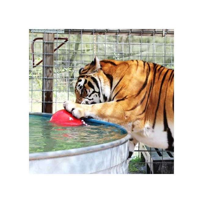 Der Tuggo Teeny Tiny Ball ist die perfekte Herausforderung für aktive und starke Hunde. Dieser robuste Hundeball, der sogar von Tigern getestet wurde, sorgt für unvergesslichen Spielspaß – egal, ob für einen oder mehrere Hunde. Mit einem praktischen, verschließbaren Deckel können Sie den Ball mit Wasser oder Sand bis zu einem Gewicht von 680 g füllen, was neue Spiel- und Trainingsmöglichkeiten eröffnet. Das integrierte Seil ermöglicht ein einfaches Greifen und macht den Ball ideal für Zerrspiele, sowohl mit Menschen als auch mit anderen Hunden. Sollte das Seil einmal abgenutzt sein, können Sie es unkompliziert durch ein neues, separat erhältliches Seil ersetzen. Mit einem Durchmesser von 10 cm (4 Inch) und einer leuchtenden „Glow in the Dark“-Funktion ist dieser Ball nicht nur funktional, sondern auch ein echter Hingucker im Dunkeln. Holen Sie sich den Tuggo Teeny Tiny Ball für stundenlangen Spielspaß und fördern Sie die Aktivität Ihres Hundes!