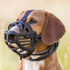 Suchen Sie nach einem hochwertigen Maulkorb für Ihren Hund? Unser robuster Maulkorb aus Gummi, Nylon und Neopren bietet eine ergonomische Passform, die sowohl flexibel als auch formstabil ist. Die stufenlos verstellbaren Stirn- und Genickriemen sowie die Genickschlaufe, teilweise neoprengefüttert, sorgen für optimalen Komfort und Sicherheit. Ihr Hund kann problemlos hecheln, trinken und Leckerlis genießen, während der Maulkorb dank der 3-fachen Befestigung ausbruchsicher ist. In elegantem Schwarz und tierschutzkonform nach § 18 (AT) ist dieser Maulkorb die ideale Wahl für Hunde aller Größen, vom Jack Russell Terrier bis zur Deutschen Dogge. Wählen Sie jetzt die passende Größe für Ihren vierbeinigen Freund und genießen Sie stressfreie Spaziergänge!