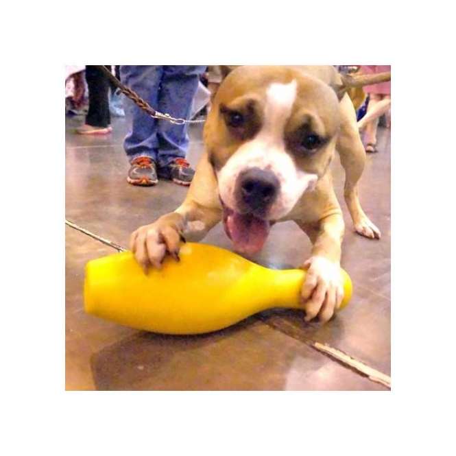 Der Tuggo Shake N Fetch ist das ideale Spielzeug für energische und starke Hunde, die neue Herausforderungen lieben. Dieses robuste und langlebige Spielzeug wurde sogar von Tigern getestet und garantiert stundenlangen Spielspaß. Der innovative Kegel kann mit Wasser oder Sand befüllt werden, um ein Gewicht von bis zu 2,7 kg zu erreichen, was zahlreiche Spiel- und Trainingsmöglichkeiten eröffnet. Ungefüllt eignet sich der Kegel perfekt für den Einsatz im Wasser, sodass Ihr Hund auch dort viel Freude hat. Der Tuggo Shake N Fetch Small hat eine Größe von ca. 30 cm und ist in einem auffälligen Pink erhältlich. Insgesamt bieten wir den Tuggo Shake N Fetch in 3 verschiedenen Größen und 2 attraktiven Farben an – ein hochwertiges Spielzeug für jeden Hundebesitzer, der Wert auf Qualität und Spielvergnügen legt!