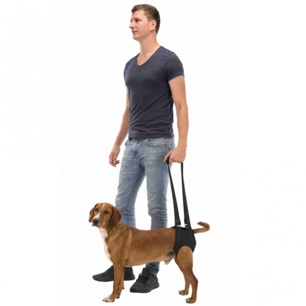 Dieser hochwertige Tragegurt aus komfortablem Neopren und Polyester ist die ideale Lösung zur Unterstützung Ihres Haustieres nach Operationen, bei Krankheit oder Lähmung. Er wurde in Zusammenarbeit mit Tierärzten entwickelt und bietet effektive Hilfe beim Spazierengehen, Treppensteigen oder Einsteigen ins Auto. Der Gurt ist für die Vorder- und Hinterhand geeignet und ermöglicht ein sicheres Tragen der betroffenen Körperpartie. Er ist bei 30°C waschbar und in der eleganten Farbe Schwarz erhältlich. Die Größe L ist für Tiere bis zu 35 kg mit einem Umfang von 65-75 cm geeignet. Vertrauen Sie auf diesen praktischen und funktionalen Tragegurt, um Ihrem Tier die nötige Unterstützung zu bieten!