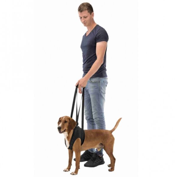 Dieser hochwertige Tragegurt aus komfortablem Neopren und Polyester bietet optimale Unterstützung für Hunde nach Operationen, bei Krankheit oder Lähmung. Er erleichtert das Spazierengehen, Treppensteigen und das Einsteigen ins Auto, sodass Ihr vierbeiniger Freund wieder mobil wird. Entwickelt in Zusammenarbeit mit Tierärzten, ist dieser Gurt sowohl für die Vorder- als auch die Hinterhand geeignet und sorgt für maximale Sicherheit und Komfort. Bei 30°C waschbar, ist er in der klassischen Farbe Schwarz erhältlich und passt für Hunde mit einem Gewicht von bis zu 50 kg und einem Umfang von 75-85 cm. Entscheiden Sie sich für diesen praktischen und langlebigen Tragegurt, um Ihrem Hund die Unterstützung zu geben, die er braucht!