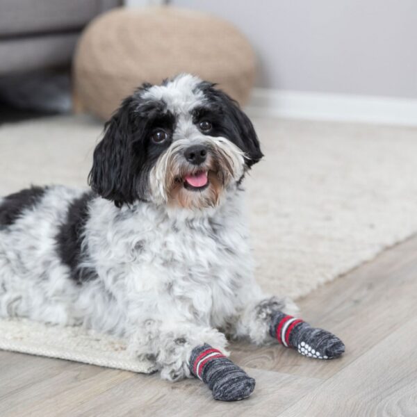 Diese hochwertigen Hundesocken aus Baumwolle mit Elasthan sind der perfekte Schutz für die Pfoten Ihres Vierbeiners. Mit ihrer rutschfesten Sohle bieten sie optimalen Halt auf glatten Oberflächen und sind besonders empfehlenswert für ältere Hunde, die unter Rücken- und Gelenkschmerzen leiden. Darüber hinaus unterstützen sie die Heilung von Verletzungen und schützen Ihre Böden und Möbel vor unschönen Kratzspuren. Die Socken sind bei 30° waschbar und behalten auch nach mehreren Wäschen ihre Form und Funktion. Erhältlich in einem eleganten Grau und im praktischen 2er-Pack, sind sie in der Größe S-M ideal für Rassen wie Shelties geeignet. Schützen Sie die Pfoten Ihres Hundes mit diesen praktischen und stilvollen Hundesocken!