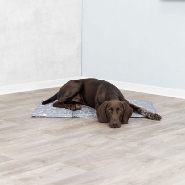Genießen Sie ultimativen Liegekomfort und eine langanhaltende Kühldauer mit unserer hochwertigen Kühlmatte. Die 2 cm dicke Schaumstoff-/Gel-Füllung sorgt für eine optimale Thermoregulation und kühlt durch Körperkontakt, ganz ohne zusätzliche Kühlung, Strom oder Wasser. Diese praktische Kühlmatte ist vielseitig einsetzbar, sei es auf Betten, in Hundehütten oder im Auto, und bietet mehrere Stunden angenehme Kühle. Nach einer kurzen Nutzungsunterbrechung ist sie sofort wieder einsatzbereit und lässt sich einfach abwischen. Unsere Kühlmatte ist tierschutzkonform nach § 18 (AT) und hat die Maße von ca. 65 x 50 cm. Bitte beachten Sie: Verwenden Sie die Matte nicht in der Sonne oder bei Temperaturen über 45 °C, um die Kühlwirkung zu erhalten. Lagern Sie die Matte am besten ausgebreitet, um Feuchtigkeitsbildung zu vermeiden. Erleben Sie die perfekte Kombination aus Komfort und Funktionalität mit dieser hochwertigen Kühlmatte!