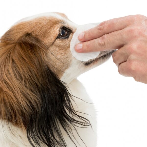 Unsere hochwertigen Reinigungstücher sind ideal für Hunde, Katzen und andere Kleintiere. Sie sind mit einer pflegenden Reinigungslotion angereichert, die Aloe Vera und Provitamin B5 enthält, um sanft von Staub, Schmutz und Verunreinigungen zu befreien. Diese Tücher sind nicht nur effektiv, sondern auch schonend zur empfindlichen Tierhaut. Mit einem Inhalt von 100 Stück sind sie die perfekte Lösung für eine einfache und schnelle Pflege Ihrer Lieblinge. Entdecken Sie die beste Wahl für die hygienische Reinigung Ihrer Haustiere – günstig und in hoher Qualität!