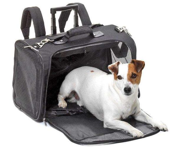 Dieser vielseitige Transporter für Hunde und Katzen ist der perfekte Begleiter für alle Tierliebhaber. Mit praktischen Rollen und einem Griff zum Ziehen lässt sich der Transport mühelos gestalten. Alternativ kann er auch mit einem Schultergurt oder als Rucksack verwendet werden, was ihn zu einem echten Alleskönner macht. In elegantem Schwarz und ausgestattet mit einer Pet-ID-Card, vereint er Stil und Funktionalität. Der Transporter ist belastbar bis zu 15 kg und bietet mit seinen kompakten Maßen von 52 x 26 x 34 cm ausreichend Platz für Ihr Haustier. Mit einem Gewicht von nur 3,2 kg ist er zudem leicht zu handhaben. Investieren Sie in Qualität und Komfort für Ihre tierischen Freunde – dieser Transporter ist die beste Wahl für stressfreies Reisen!