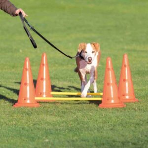 Unsere vielseitigen Pylonen sind ideal zur Steigerung von Konzentration, Körpergefühl und Koordination bei Hunden. Sie eignen sich hervorragend für (physio-)therapeutische Anwendungen und bieten zahlreiche Steckmöglichkeiten für kreative Hindernis- oder Slalomaufbauten. Dank der variablen Höheneinstellung sind diese Pylonen für Hunde jeden Alters und jeder Größe geeignet. Hergestellt aus robustem Kunststoff in leuchtendem orange/gelb, kommen die Pylonen im Set mit 4 Pylonen und 2 Stangen, inklusive einer umfassenden Trainingsanleitung. Mit einem Durchmesser von ca. 30 cm und einer Höhe von 50 cm bzw. 100 cm sind sie perfekt für abwechslungsreiche Trainingssessions.