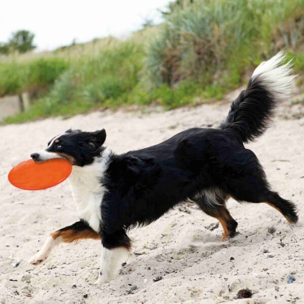 Dieser robuste und langlebige Hundespielzeug aus thermoplastischem Gummi (TPR) ist perfekt für Wasserspiele geeignet und bietet optimale Schwimmeigenschaften. Mit einem Durchmesser von ca. 22 cm fördert es die Ausdauer, Reaktion und Schnelligkeit Ihres Hundes, während die geringe Verletzungsgefahr für unbesorgtes Spielen sorgt. Das Spielzeug ist in verschiedenen Farben erhältlich, wobei die Farbwahl je nach Lagerbestand erfolgt. Investieren Sie in dieses hochwertige Spielzeug, das nicht nur Spaß macht, sondern auch die Fitness Ihres Hundes unterstützt!