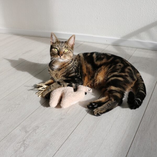 D&D Katzenkissen Latif – Bild 3