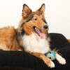 Das D&D Hundespielzeug Luca ist das perfekte sensorische Spielzeug für Hunde, hergestellt aus robustem Naturkautschuk. Mit einem Durchmesser von 8 cm bietet dieser bunte Hüpfball nicht nur Spaß, sondern fördert auch die Zahnhygiene, indem er die Zähne reinigt und das Zahnfleisch massiert. Die eingebaute Glocke sorgt für spannende Geräusche, die die Aufmerksamkeit Ihres Hundes anregen, besonders bei blinden oder sehbehinderten Hunden. Dieses hochwertige Gummispielzeug ist ideal, um alle Sinne Ihres Hundes zu stimulieren und sorgt für sicheres, unterhaltsames Spielen. Jeder Hund verdient es, mit einem langlebigen und attraktiven Spielzeug zu spielen – wählen Sie das D&D Hundespielzeug Luca für unvergessliche Spielstunden!
