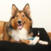 Das D&D Hundespielzeug Milan ist das perfekte Spielzeug für Ihren vierbeinigen Freund. Hergestellt aus robustem TPR-Gummi und in trendigen Farben erhältlich, bietet es nicht nur eine hohe Qualität, sondern auch eine Kombination aus Langlebigkeit und Spaß. Das integrierte Baumwollseil, das zu 100% aus Baumwolle besteht und frei von Polyester ist, sorgt für ein angenehmes Kauvergnügen und pflegt die Zähne und das Zahnfleisch Ihres Hundes. Mit seiner einzigartigen dreieckigen Form eignet sich dieses Hundespielzeug ideal für Apportier- und Zerrspiele, die stundenlangen Spielspaß garantieren. Die kompakten Maße von 16,5 x 15 x 5 cm machen es zum perfekten Begleiter für unterwegs. Investieren Sie in das D&D Hundespielzeug Milan und bieten Sie Ihrem Hund ein sicheres und unterhaltsames Spielerlebnis!