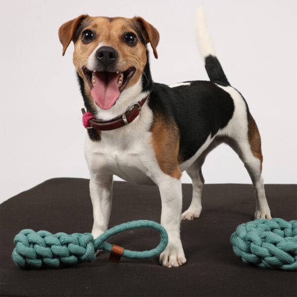 Das Hundespielzeug Kurt ist der perfekte Knotenball mit Griff, der aus 100 % robuster Baumwolle gefertigt ist. Dieses hochwertige Hundespielzeug bietet nicht nur stundenlangen Spielspaß, sondern ist auch ideal für Apportier- und Zerrspiele. Die natürlichen Baumwollschnüre sind bei Hunden als Kaumaterial äußerst beliebt und fördern ein gesundes Gebiss sowie Zahnfleisch. Der praktische Griff sorgt für interaktiven Spielspaß zwischen Mensch und Tier und macht das Spielen noch angenehmer. Mit einer Länge von 22 cm und einem Durchmesser von 5 cm ist dieser trendige Knotenball in einem ansprechenden Blau ein Must-Have für jeden Hundebesitzer. Sorgen Sie für Freude und Gesundheit Ihres vierbeinigen Freundes mit diesem langlebigen und attraktiven Hundespielzeug!