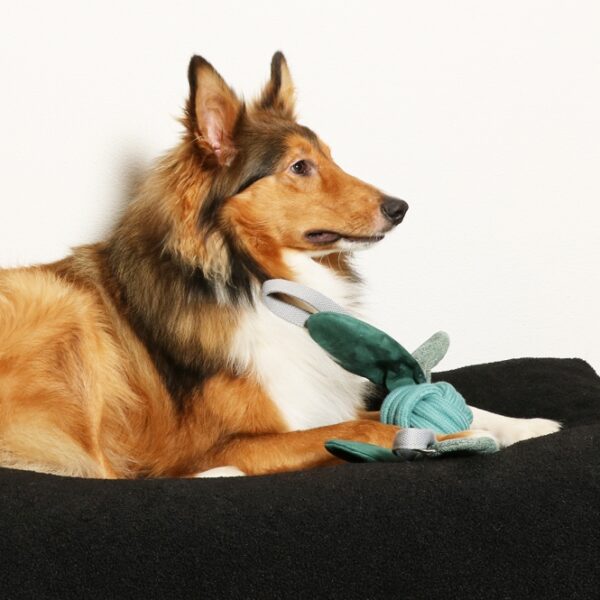 Das Hundespielzeug Jule von D&D HOME ist das ideale Spielzeug für Ihren vierbeinigen Freund. Es besteht aus einem robusten Knoten in einer 100 % Baumwollschnur und bietet mit seinen Ringen und weichen Ohren aus strapazierfähigem Textilmaterial stundenlangen Spielspaß. Die sanften Ohren erzeugen ein beruhigendes Knackgeräusch, das Ihren Hund zum Spielen anregt. Dank der praktischen Handgriffe eignet sich das Jule Spielzeug hervorragend für Apportier- und Zerrspiele, sowohl alleine als auch mit einem zweiten Hund oder einem Betreuer. Mit trendigen Farben und einer eleganten Form ist es nicht nur funktional, sondern auch ein echter Hingucker. Zudem fördert es die Zahngesundheit Ihres Hundes und ist in der stilvollen Farbe Blau erhältlich. Die Maße von 52 x 10 x 10 cm machen es zum perfekten Begleiter für aktive Hunde. Entscheiden Sie sich für das Jule Hundespielzeug und bieten Sie Ihrem Hund ein hochwertiges und unterhaltsames Erlebnis!