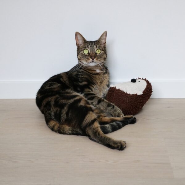 Dieser bezaubernde Igelspielzeug für Katzen ist nicht nur ein optisches Highlight in Beige/Braun, sondern auch ein echtes Must-Have für jeden Katzenliebhaber. Inklusive einer Tüte hochwertiger Katzenminze sorgt das nachfüllbare Spielzeug mit praktischem Klettverschluss dafür, dass Ihre Katze immer wieder zum Spielen angeregt wird. Hergestellt aus weichem Moppy-Stoff und Chenille, befriedigt es den natürlichen Jagdinstinkt Ihrer Katze und fördert gleichzeitig ihre Aktivität und Spielfreude. Mit kompakten Maßen von 11 x 11 x 17 cm passt das Spielzeug perfekt in jedes Zuhause und bietet stundenlangen Spaß für Ihre geliebte Samtpfote. Gönnen Sie Ihrer Katze dieses hochwertige Spielzeug für ein glückliches und aktives Leben!