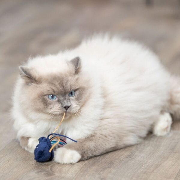 Dieser hochwertige Plüschspielzeug für Katzen besteht aus strapazierfähigem Polyester und ist mit einer aufregenden Raschelfolie ausgestattet, die das Spielvergnügen Ihrer Katze steigert. Mit einer handlichen Größe von 5–8 cm ist es perfekt für kleine Katzen und Kätzchen geeignet. Zudem enthält das Spielzeug Catnip, das die natürliche Neugier und den Spieltrieb Ihrer Katze anregt. Bitte beachten Sie, dass eine Motivwahl aufgrund des Lagerbestands nicht möglich ist – jede Lieferung ist eine Überraschung! Gönnen Sie Ihrer Katze dieses tolle Spielzeug und fördern Sie ihr Wohlbefinden mit einem Produkt von hoher Qualität zu einem günstigen Preis.