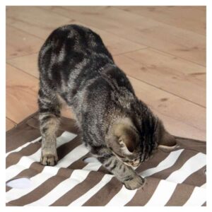 Die Trixie Cat Activity Pföteldecke ist das ideale Beschäftigungs- und Intelligenzspielzeug für Katzen jeden Alters, einschließlich kranker Tiere. Hergestellt aus hochwertigem Canvas (Baumwolle) bietet diese Pföteldecke zahlreiche Löcher, durch die Ihre Katze versteckte Leckerlies spielerisch herauspföteln kann. Die integrierte Raschelfolie sorgt für zusätzlichen Spielspaß und stimuliert die Sinne Ihrer Katze. Diese Decke fördert nicht nur die körperliche Aktivität, sondern auch die geistige Auslastung und schult die Geschicklichkeit Ihrer Katze. Dank des praktischen seitlichen Reißverschlusses lässt sich die Decke mühelos reinigen – einfach bei 30° C per Handwäsche. Im Lieferumfang enthalten ist eine Anleitung mit wertvollen Tipps und Tricks für das optimale Training. Mit den Maßen von ca. 70 x 50 cm und der ansprechenden Farbgestaltung in Braun/Creme ist diese Pföteldecke ein unverzichtbares Zubehör für jede Katzenliebhaberin und jeden Katzenliebhaber. Sorgen Sie für Freude und Beschäftigung bei Ihrer Katze mit der Trixie Cat Activity Pföteldecke!