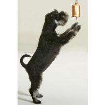 Die perfekte Lösung für Ihren Hund, um sich leise und ohne störendes Bellen bemerkbar zu machen! Dieses praktische Set enthält zwei hochwertige Glocken: eine Indoor-Glocke, die einfach mit einem Naturseil im Haus angebracht wird, und eine wetterbeständige Outdoor-Glocke, die mit einem robusten Nylonseil im Freien befestigt wird. Mit ein wenig Training lernt Ihr Hund schnell, die Glocken zu benutzen, um Ihnen mitzuteilen, ob er nach draußen oder drinnen möchte. Besonders für Welpen ist dieses System ideal, da es eine positive Verbindung zur Stubenreinheit fördert. Entwickelt und getestet von erfahrenen Hundetrainern und Tierärzten, kommt das Set inklusive einer leicht verständlichen Trainingsanleitung – für eine stressfreie Kommunikation mit Ihrem vierbeinigen Freund!