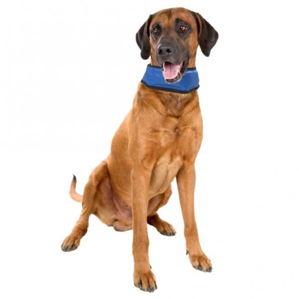 Entdecken Sie unser praktisches Kühlhalsband, das ohne Wasser und Kühlung funktioniert – ein absolutes Must-Have für den Sommer! Diese innovative Kühlbandana sorgt schnell für angenehme Abkühlung, dank ihrer ungiftigen und weichen Gelfüllung. Wenn die Kühlwirkung nachlässt, legen Sie das Kühlhalsband einfach an einen kühlen Ort, wie in den Schatten oder auf einen Fliesenboden, und es erholt sich in kurzer Zeit, um Ihnen erneut frische Kühle zu bieten. Mit einer Temperatur von 3 - 4°C unter Ihrer Körpertemperatur ist die Bandana nicht nur wiederverwendbar, sondern auch sofort einsatzbereit, ganz ohne Kühlschrank! Das spezielle Cooling Gel aktiviert sich bei Druck und kühlt nach dem Abnehmen innerhalb von ca. 15 Minuten wieder ab. Die Größe M hat eine verstellbare Länge von 25 bis 45 cm, sodass sie perfekt sitzt. Holen Sie sich jetzt die ideale Lösung für heiße Sommertage – für mehr Komfort und Wohlbefinden!