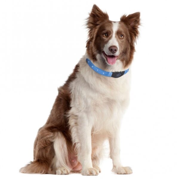 Der VISIO Light Langhaar LED-Leuchtschlauch ist das ideale Sicherheitsaccessoire für Ihren langhaarigen Hund in der dunklen Jahreszeit. Mit zwei Beleuchtungsmodi – Blinklicht und Dauerlicht – sorgt dieses hochwertige Leuchthalsband für eine hervorragende Sichtbarkeit bis zu 500 Meter, abhängig vom Akkustand und den Lichtverhältnissen. Das flache, breite Design schmiegt sich sanft auf das Fell Ihres Hundes, sodass es nicht verdeckt wird und Ihr Vierbeiner auch aus der Ferne gut sichtbar bleibt. Der flexible Silikon-Leuchtschlauch ist leicht und individuell auf Halsweiten von 20 bis 65 cm kürzbar, was ihn besonders benutzerfreundlich macht. Dank der robusten und wetterfesten Materialien ist der Leuchtschlauch ideal für alle Wetterbedingungen – Regen und Schnee stellen kein Problem dar. Das Aufladen erfolgt einfach und bequem mit dem mitgelieferten USB-Kabel, ohne dass Batterien benötigt werden. Bei Dauerbeleuchtung hält der Akku etwa 1,5 Stunden, bei Blinkbeleuchtung bis zu 2 Stunden. Wählen Sie die Farbe Blau für einen stilvollen und sicheren Auftritt Ihres Hundes!