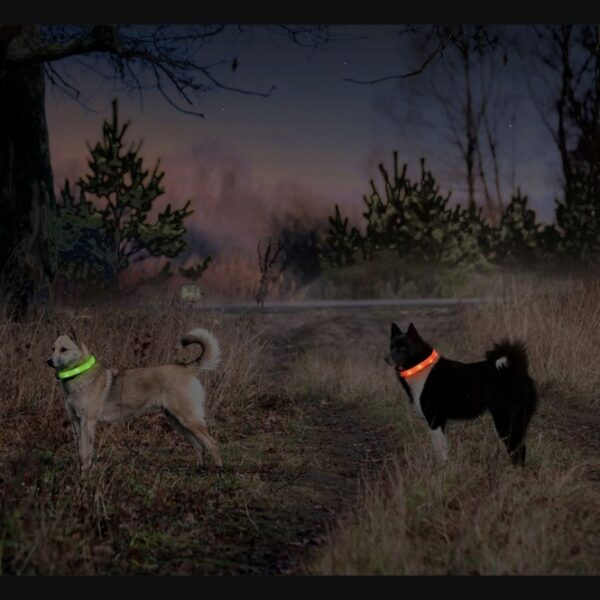 Der VISIO Light Langhaar LED-Leuchtschlauch ist das ideale Sicherheitsaccessoire für Ihren langhaarigen Hund in der dunklen Jahreszeit. Mit zwei Beleuchtungsmodi – Blinklicht und Dauerlicht – sorgt dieses hochwertige Leuchthalsband für eine hervorragende Sichtbarkeit bis zu 500 Meter, abhängig vom Akkustand und den Lichtverhältnissen. Das flache, breite Design schmiegt sich sanft auf das Fell Ihres Hundes, sodass es nicht verdeckt wird und Ihr Vierbeiner auch aus der Ferne gut sichtbar bleibt. Der flexible Silikon-Leuchtschlauch ist leicht und individuell auf Halsweiten von 20 bis 65 cm kürzbar, was ihn besonders benutzerfreundlich macht. Dank der robusten und wetterfesten Materialien ist der Leuchtschlauch ideal für alle Wetterbedingungen – Regen und Schnee stellen kein Problem dar. Das Aufladen erfolgt einfach und bequem mit dem mitgelieferten USB-Kabel, ohne dass Batterien benötigt werden. Bei Dauerbeleuchtung hält der Akku etwa 1,5 Stunden, bei Blinkbeleuchtung bis zu 2 Stunden. Wählen Sie die Farbe Blau für einen stilvollen und sicheren Auftritt Ihres Hundes!