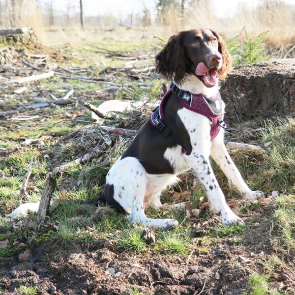 Das EXPLOR Ultimate Fit No-Pull-Geschirr ist das ideale ergonomische Hundegeschirr für alle, die mit ihrem Hund gerne Stadtspaziergänge oder aufregende Outdoor-Abenteuer erleben möchten. Dieses hochwertige Geschirr bietet optimalen Komfort und Bewegungsfreiheit, da der Druck beim Ziehen gleichmäßig über die Brust verteilt wird und somit den Nacken Ihres Hundes schützt. Ausgestattet mit zwei robusten Edelstahl-Befestigungsringen, einem auf dem Rücken für ruhige Hunde und einem verstärkten D-Ring im Brustbereich für ziehende Hunde, ermöglicht es eine einfache Kontrolle. Das verstellbare Design um Nacken und Brust sorgt dafür, dass das Geschirr für fast alle Hunde geeignet ist. Die praktischen Schnallen in der Mitte erleichtern das Anlegen, während die atmungsaktiven Materialien das Wundscheuern verhindern. Zudem trocknen die leichten Stoffe schnell, ideal für Hunde, die gerne schwimmen. Für zusätzliche Sicherheit im Straßenverkehr sorgen reflektierende Paspeln, die für optimale Sichtbarkeit garantieren. Mit einer speziellen Innentasche für einen ID-Anhänger bleibt dieser immer leicht zugänglich und geschützt. Erleben Sie mit Ihrem Hund unvergessliche Abenteuer – mit dem EXPLOR Ultimate Fit No-Pull-Geschirr!