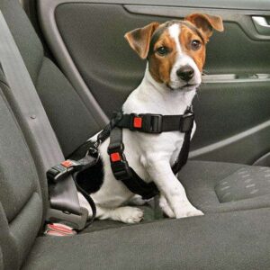 Dieser hochwertige Sicherheitsgurt für Hunde bietet optimalen Schutz während der Autofahrt und kann auch als komfortables Geschirr verwendet werden. Er sorgt dafür, dass Ihr Hund sicher angeschnallt bleibt und verhindert ein Herausspringen bei offenen Türen oder Fenstern. Mit den praktischen Safety-Click Verschlüssen ist der Universal-Gurtschloss für fast alle Fahrzeugtypen geeignet. Das verstellbare Geschirr besteht aus stabilem, hautfreundlichem Nylonmaterial und der weich gepolsterte Brustgurt sorgt für zusätzlichen Komfort. Dieser Sicherheitsgurt ist ideal für sehr kleine Hunde wie Yorkshire-Terrier, Chihuahua oder Cavalier Spaniels mit einem Brustumfang von ca. 25 bis 40 cm. Erhältlich in klassischem Schwarz, ist dieser Hunde-Sicherheitsgurt eine der besten Investitionen für die Sicherheit Ihres Haustieres im Auto.
