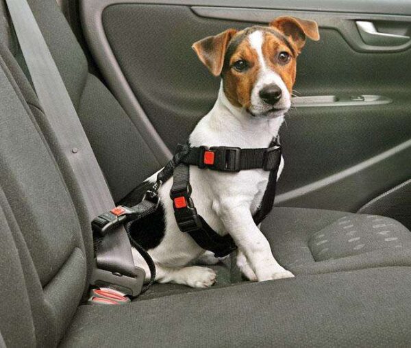 Dieser hochwertige Sicherheitsgurt für Hunde bietet optimalen Schutz während der Autofahrt und kann auch als komfortables Geschirr verwendet werden. Er sorgt dafür, dass Ihr Hund sicher angeschnallt bleibt und verhindert ein Herausspringen bei offenen Türen oder Fenstern. Mit den praktischen Safety-Click Verschlüssen ist der Universal-Gurtschloss für fast alle Fahrzeugtypen geeignet. Das verstellbare Geschirr besteht aus stabilem, hautfreundlichem Nylonmaterial und der weich gepolsterte Brustgurt sorgt für zusätzlichen Komfort. Dieser Sicherheitsgurt ist ideal für sehr kleine Hunde wie Yorkshire-Terrier, Chihuahua oder Cavalier Spaniels mit einem Brustumfang von ca. 25 bis 40 cm. Erhältlich in klassischem Schwarz, ist dieser Hunde-Sicherheitsgurt eine der besten Investitionen für die Sicherheit Ihres Haustieres im Auto.