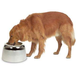 Dieser praktische Fressnapf für große Hunde sorgt für eine komfortable Fressposition, die besonders für Hunde mit Arthritis, Muskel- und Gelenkproblemen ideal ist. Der herausnehmbare Metallnapf ermöglicht eine einfache Reinigung und sorgt für Hygiene beim Fressen. Mit einem Fassungsvermögen von 2,5 Litern und der stilvollen Farbe Transparent Weiß/Silber passt er perfekt in jedes Zuhause. Zudem lässt sich dieser Fressnapf optimal mit dem Dogit Hundetrinkbrunnen (10,5 L) und PVC-Unterlegmatten kombinieren, was ihn zu einer vielseitigen und hochwertigen Lösung für Ihren Hund macht. Mit den Maßen von 33 x 20 cm (Durchmesser x Höhe) ist er sowohl funktional als auch platzsparend. Gönnen Sie Ihrem Hund den Komfort, den er verdient!