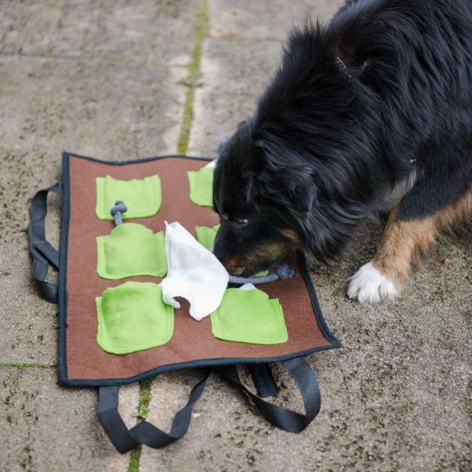 Entdecken Sie die innovative Action-Schnüffelmatte, die speziell für Hunde entwickelt wurde, die herkömmliche Schnüffelmatten als zu langweilig empfinden. Diese hochwertige Schnüffelmatte bietet spannende Herausforderungen und lässt sich flexibel im Schwierigkeitsgrad anpassen. Mit einer Größe von ca. 60 x 36 cm ist die Matte mit 6 großen Filztaschen und 6 Greifkordeln ausgestattet, die mit einem Leckerlituch versehen sind. Füllen Sie zunächst Leckerlis oder Trockenfutter in die Filztaschen und steigern Sie den Spaß, indem Sie die Leckerlis in die Leckerlitücher einwickeln. Ihr Hund wird begeistert sein, die versteckten Leckerlis zu erschnüffeln und sie mit Geschicklichkeit herauszuziehen. Die Action-Schnüffelmatte kann sowohl auf dem Boden platziert als auch mit den praktischen Gurten beispielsweise an einer Stuhllehne befestigt werden. Variieren Sie den Schwierigkeitsgrad, indem Sie die Matte mit den Öffnungen nach unten oder oben aufhängen. Diese vielseitige und waschbare Schnüffelmatte in Braun-Grün-Weiß ist der perfekte Spielspaß für Ihren Hund!