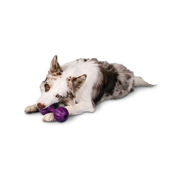 Entdecken Sie das "Waggle" Hundespielzeug von PREMIER – ein hochwertiges Spielzeug, das aus widerstandsfähigem, bissfestem Naturgummi gefertigt ist. Dieses robuste Hundespielzeug bietet zahlreiche Möglichkeiten, Trockenfutter und Leckerlis zu verstecken, sodass Ihr Hund stundenlang beschäftigt und gefordert wird. Der "Waggle" eignet sich nicht nur ideal zum Befüllen mit verschiedenen Leckereien, sondern kann auch hervorragend zum Werfen und Apportieren genutzt werden. Es ist zudem perfekt für Welpen geeignet, um spielerisch ihre Fähigkeiten zu entwickeln. Die Anwendung ist einfach: Schneiden Sie die seitlichen Öffnungen je nach Größe und Schwierigkeitsgrad zu, befüllen Sie das Spielzeug und schon kann der Spaß beginnen! Mit einer Größe von ca. 18 cm und in einer ansprechenden lila Farbe ist das "Waggle" nicht nur funktional, sondern auch ein echter Hingucker. Bitte beachten Sie, dass die Lieferung ohne abgebildetes Futter erfolgt. Holen Sie sich jetzt das beste Hundespielzeug, um Ihrem Vierbeiner Freude und Beschäftigung zu bieten!