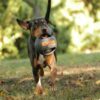 Der Bomber Xtreme ist das ideale Hundespielzeug für aktive Vierbeiner und ihre Besitzer. Optimal als Schleuder- oder Zieh- und Zerrspielzeug konzipiert, ermöglicht es größere Schleuder-Distanzen und sorgt für stundenlangen Spielspaß. Hergestellt aus widerstandsfähigem, 5 mm dickem Gummi und ausgestattet mit robusten Gummigriffen, ist dieses Spielzeug nicht nur langlebig, sondern auch stichfest. Bei der Entwicklung wurde besonders auf die Interaktion zwischen Mensch und Hund geachtet, denn die Zeus Hundespielzeuge sind keine Kauspielzeuge! Egal ob Werfen, Treten, Ziehen, Suchen oder Apportieren – der Bomber Xtreme bietet ungeahnte Möglichkeiten für abwechslungsreiche Spiele. Mit einem Durchmesser von ca. 11,5 cm ist es perfekt für alle Hunderassen und sorgt für viel Freude und Bewegung. Entdecken Sie die hohe Qualität und den Spaß, den dieses Spielzeug Ihrem Hund bieten kann!