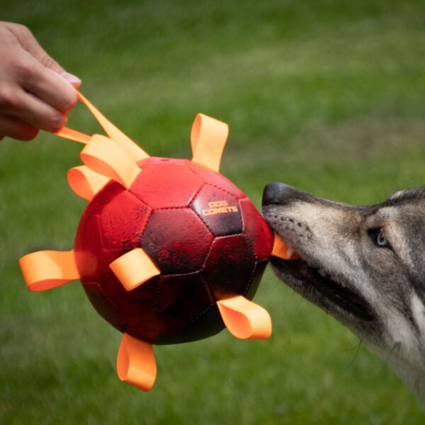 Nach der spektakulären Explosion einer HYPERNOVA sind diese einzigartigen Dog Comets Hypernova-Bälle aus dem Weltraum auf die Erde gefallen, um Ihrem Hund maximalen Spaß zu bieten! Dieser hochwertige Hundeball besteht aus drei robusten Schichten: Ein innerer Anti-Leck-Ball aus Kautschuk, umgeben von einer schützenden Baumwollschicht und einer strapazierfähigen PU-Außenschicht. Dadurch ist der Ball weich, langlebig und springt hervorragend – perfekt für aktive Hunde! Zudem ist er zahnfreundlich und lässt sich dank der stabilen Nylonschlaufen leicht aufnehmen und werfen, sowohl an Land als auch im Wasser. Der Ball schwimmt und wird mit der mitgelieferten Pumpe einfach aufgepumpt. Mit einem Durchmesser von ca. 15 cm und in leuchtendem Orange ist dieser Hundeball ein echter Hingucker und sorgt für stundenlangen Spielspaß!