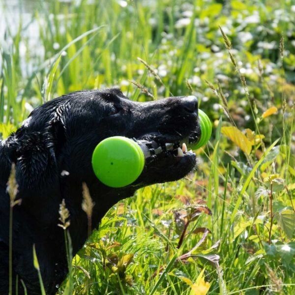 Dieser hochwertige Wurfstock für Hunde ist aus strapazierfähigem Gummi gefertigt und bietet eine perfekte Sprungkraft, die für stundenlangen Spielspaß sorgt. Das spezielle Material massiert sanft das Zahnfleisch und hilft, die Zähne Ihres Hundes sauber zu halten, was zur Zahngesundheit beiträgt. Mit einem integrierten Quietscher sorgt dieser Wurfstock für noch mehr Freude beim Spielen. Erhältlich in der attraktiven Farbe Pink und in der Größe S mit einer Länge von ca. 22 cm, ist dieser Wurfstock das ideale Spielzeug für kleine Hunde. Machen Sie das Spielen mit Ihrem Vierbeiner zu einem unvergesslichen Erlebnis!