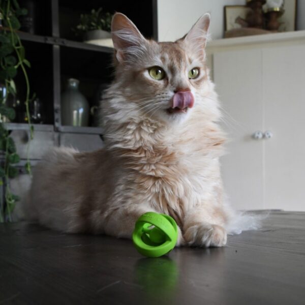Dieses hochwertige Katzenspielzeug aus langlebigem Kautschuk ist mit hochwertigem Catnip-Öl imprägniert und sorgt für stundenlangen Spielspaß. Dank seines speziellen Designs wackelt und springt es in alle Richtungen, was den natürlichen Jagdinstinkt Ihrer Katze stimuliert und Langeweile effektiv vorbeugt. Die Kombination aus robustem Material und unwiderstehlichem Catnip macht dieses Spielzeug zum besten Begleiter für jede Katze. Mit seinem leichten Gewicht und der ansprechenden grünen Farbe ist es nicht nur praktisch, sondern auch ein echter Blickfang. Gönnen Sie Ihrer Katze das Vergnügen, das sie verdient – mit diesem Spielzeug wird das Spielen zum aufregenden Erlebnis!