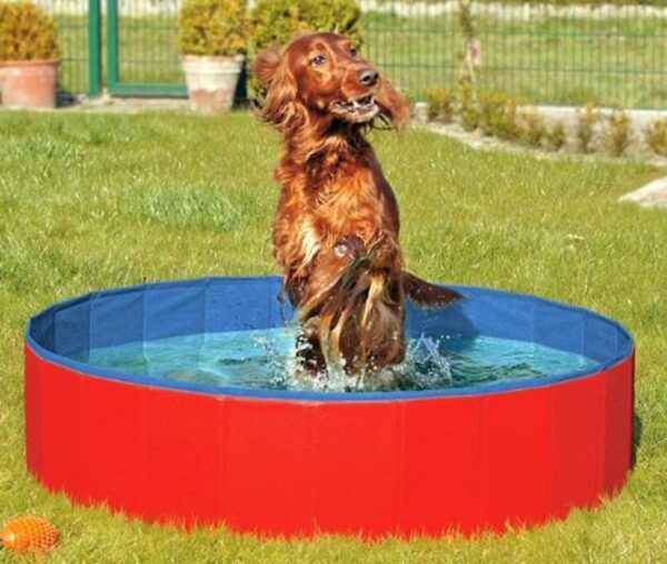 Entdecken Sie den DOGGY POOL – den perfekten Swimmingpool für Hunde! Dieser hochwertige Hundepool lässt sich in Sekundenschnelle auf- und abbauen, ganz ohne Luftpumpe oder mühsames Aufblasen. Der rutschfeste Innenboden sorgt für Sicherheit beim Planschen, während das robuste, krallenbewährte Material Langlebigkeit garantiert. Bei Nichtgebrauch können Sie den Pool platzsparend zusammenlegen. Ein praktisches Wasser-Ablassventil macht die Reinigung besonders einfach und hygienisch. Zudem ist der DOGGY POOL auch in einer rechteckigen Form erhältlich, ideal für Balkons oder Terrassen mit Mauerbrüstung. Mit einer Größe von ca. 160 x 30 cm und in der attraktiven Farbe Rot-Blau ist dieser Pool der ideale Sommerbegleiter für Ihren vierbeinigen Freund! Genießen Sie unbeschwerte Stunden im Wasser mit Ihrem Hund!