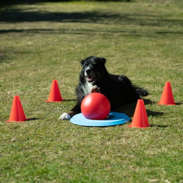 Entdecken Sie den neuen Trend Dog Golf, ein spannendes Spielzeug für Hunde, bei dem Ihr vierbeiniger Freund den Ball in den Ring befördern muss – ganz ähnlich wie beim Golf. Mit dem speziellen Treibball, den Ihr Hund mit der Nase oder den Pfoten schubsen kann, wird das Training zum Vergnügen. Dank der mitgelieferten 4 Pylonen (18 cm) können Sie den Schwierigkeitsgrad individuell an die Fähigkeiten Ihres Hundes anpassen und so einen abwechslungsreichen Parcours gestalten. Im Set enthalten sind außerdem ein teilbarer Zielring aus hochwertigem EVA Kunststoff, ein Clicker für das gezielte Training und ein Treibball mit einem Durchmesser von 20 cm. Bitte beachten Sie, dass der Treibball nicht zum Spielen geeignet ist, um Zahnschäden zu vermeiden. Machen Sie das Training mit Dog Golf zu einem unterhaltsamen Erlebnis für Ihren Hund!