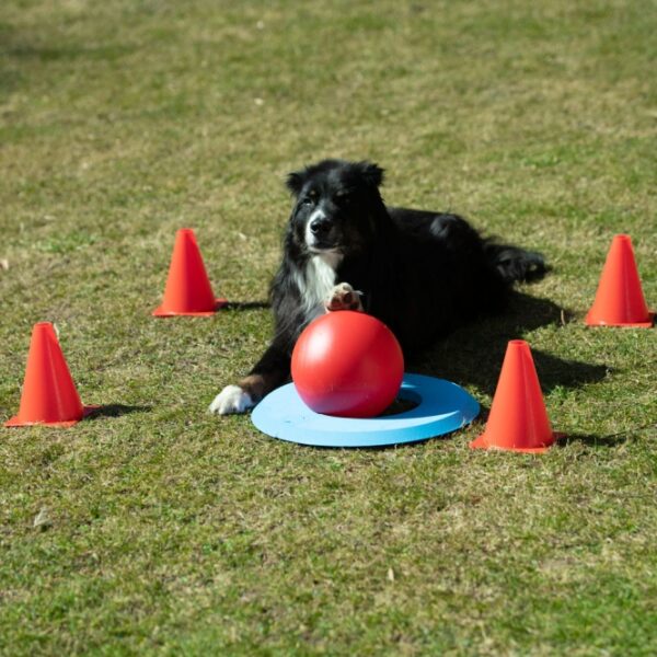 Entdecken Sie den neuen Trend Dog Golf, ein spannendes Spielzeug für Hunde, bei dem Ihr vierbeiniger Freund den Ball in den Ring befördern muss – ganz ähnlich wie beim Golf. Mit dem speziellen Treibball, den Ihr Hund mit der Nase oder den Pfoten schubsen kann, wird das Training zum Vergnügen. Dank der mitgelieferten 4 Pylonen (18 cm) können Sie den Schwierigkeitsgrad individuell an die Fähigkeiten Ihres Hundes anpassen und so einen abwechslungsreichen Parcours gestalten. Im Set enthalten sind außerdem ein teilbarer Zielring aus hochwertigem EVA Kunststoff, ein Clicker für das gezielte Training und ein Treibball mit einem Durchmesser von 20 cm. Bitte beachten Sie, dass der Treibball nicht zum Spielen geeignet ist, um Zahnschäden zu vermeiden. Machen Sie das Training mit Dog Golf zu einem unterhaltsamen Erlebnis für Ihren Hund!