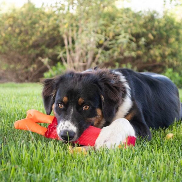 Entdecken Sie unser einzigartiges und langlebiges Spielzeug, speziell für die zähesten Hunde entwickelt! Hergestellt aus robustem Feuerwehrschlauch, bietet es außergewöhnliche Haltbarkeit und ist perfekt für stundenlangen Spielspaß, sowohl drinnen als auch draußen. Mit doppelter Naht und einem leisen Quietscher sorgt es für sicheres Spielen ohne störende Geräusche. Zudem schwimmt das Spielzeug auf Wasser, was es ideal für Wasserspiele macht. Mit den kompakten Maßen von ca. 4 x 32 x 8 cm passt es perfekt in jeden Hundehaushalt. Gönnen Sie Ihrem Hund das beste Spielzeug, das ihn stundenlang beschäftigt!