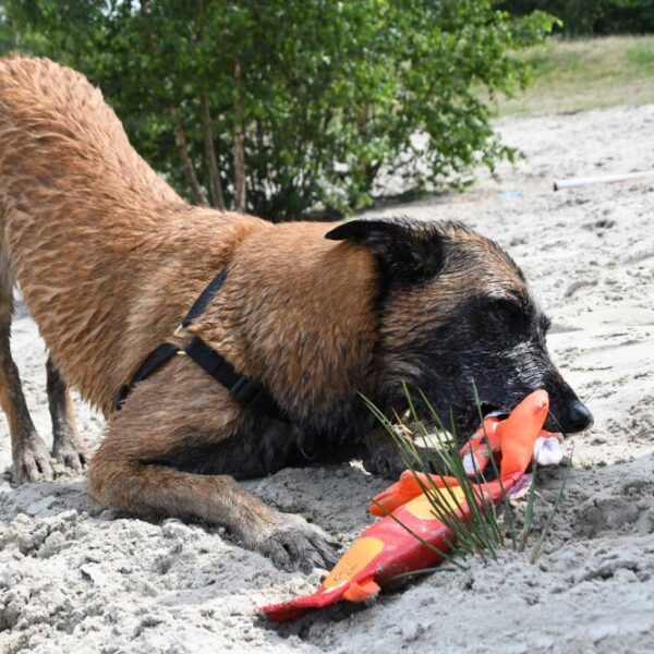 Entdecken Sie unser einzigartiges und langlebiges Spielzeug, speziell für die zähesten Hunde entwickelt! Hergestellt aus robustem Feuerwehrschlauch, bietet es außergewöhnliche Haltbarkeit und ist perfekt für stundenlangen Spielspaß, sowohl drinnen als auch draußen. Mit doppelter Naht und einem leisen Quietscher sorgt es für sicheres Spielen ohne störende Geräusche. Zudem schwimmt das Spielzeug auf Wasser, was es ideal für Wasserspiele macht. Mit den kompakten Maßen von ca. 4 x 32 x 8 cm passt es perfekt in jeden Hundehaushalt. Gönnen Sie Ihrem Hund das beste Spielzeug, das ihn stundenlang beschäftigt!
