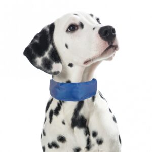 Dieses hochwertige Kühl-Bandana ist die perfekte Lösung zur Unterstützung der Temperaturregulation Ihres Hundes, besonders an heißen Tagen. Es ist sofort einsatzbereit, ohne dass ein Vorkühlen nötig ist! Die Kälte wird durch direkten Kontakt übertragen und hält die Temperatur des Bandanas über mehrere Stunden angenehm bei 5-10°C unter der Umgebungstemperatur. Bei Bedarf kann das Band im Kühlschrank vorgekühlt werden, um zusätzliche Kühlung zu gewährleisten. Das eingebaute Gel Pad besteht aus umweltfreundlichem, ungiftigem Kondensat und gereinigtem Wasser, was es zu einer sicheren Wahl für Ihren vierbeinigen Freund macht. Ideal für Hunde mit einem Halsumfang von ca. 45 - 50 cm, bietet dieses Kühlhalsband nicht nur Komfort, sondern auch eine hohe Qualität zu einem günstigen Preis. Schützen Sie Ihren Hund vor Überhitzung und sorgen Sie für Wohlbefinden – mit unserem Kühl-Bandana!