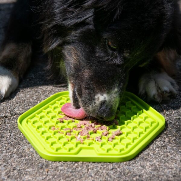 Die Ladi Mat Schleckplatte ist das perfekte Spielzeug zur Beschäftigung Ihres Hundes und sorgt für stundenlangen Spaß. Einfach mit einer leckeren Belohnung bestreichen und schon hat Ihr vierbeiniger Freund ein schmackhaftes Vergnügen, das ihn beschäftigt und glücklich macht. Für zusätzliche Abkühlung kann die Schleckplatte sogar mit der Leckerei eingefroren werden – ideal an heißen Tagen! Hergestellt aus ungiftigem TPR in Lebensmittelqualität, ist die Ladi Mat nicht nur spülmaschinengeeignet, sondern auch frostfest, was sie besonders langlebig macht. Mit den kompakten Maßen von ca. 20,5 x 22,5 cm und der ansprechenden grünen Farbe wird sie schnell zum Lieblingsspielzeug Ihres Hundes. Entdecken Sie die Vorteile der Ladi Mat Schleckplatte – für eine gesunde und unterhaltsame Beschäftigung Ihres Hundes!